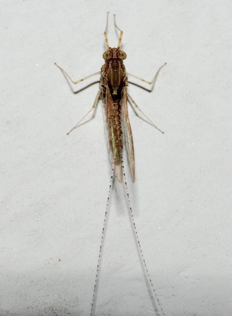 Cloeon cognatum imago femmina